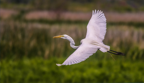 avistamiento-de-fauna-silvestre